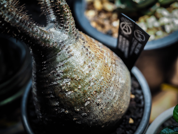 invisible ink鉢の抽選に当選！MUD N DUST THE BOWL “MEX.” EXTRA