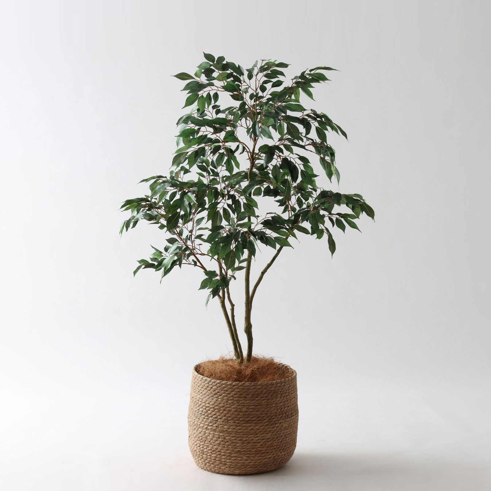 ベンジャミン（フィカス） | プレミアム光触媒フェイクグリーン 造花