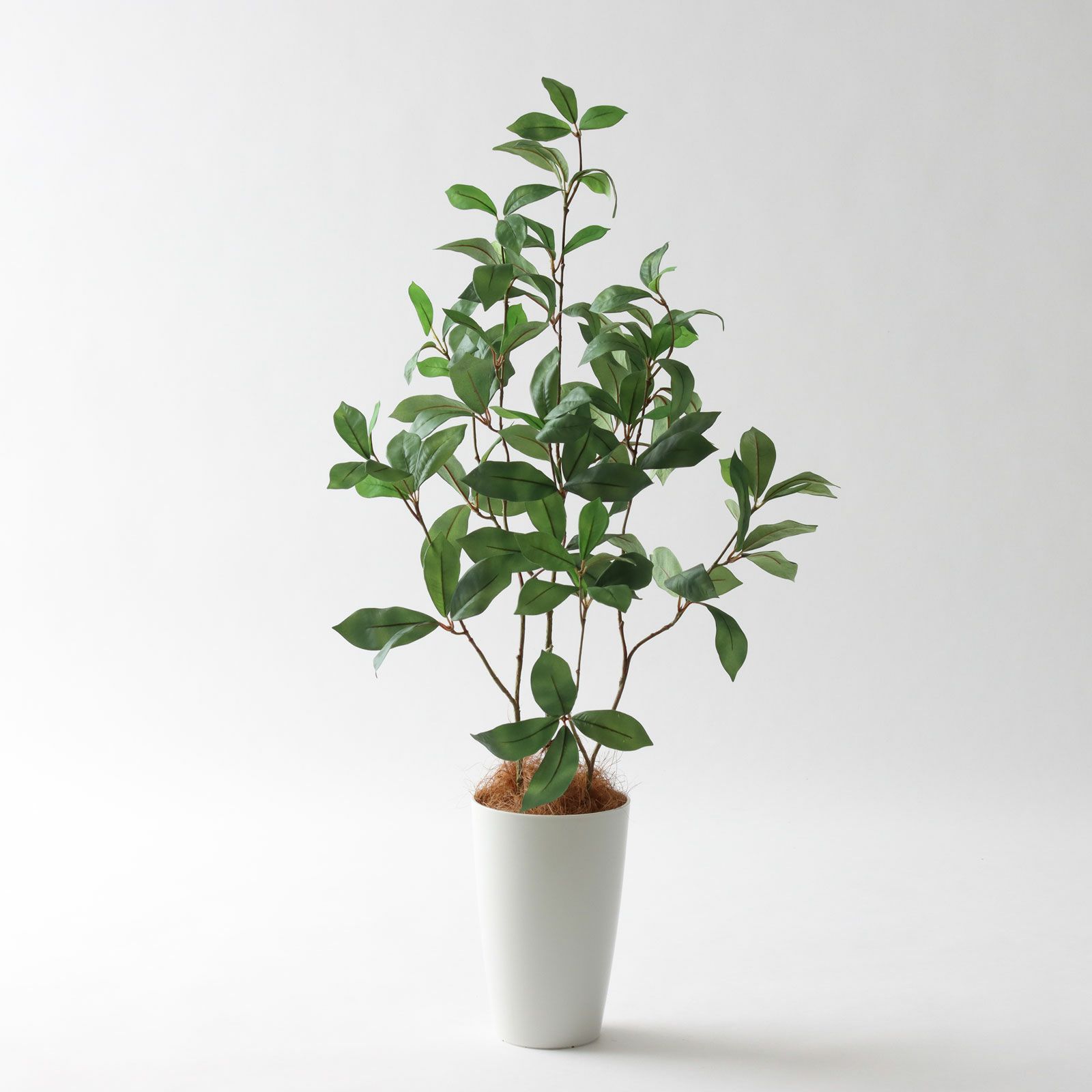 ベンジャミン（フィカス） | プレミアム光触媒フェイクグリーン 造花