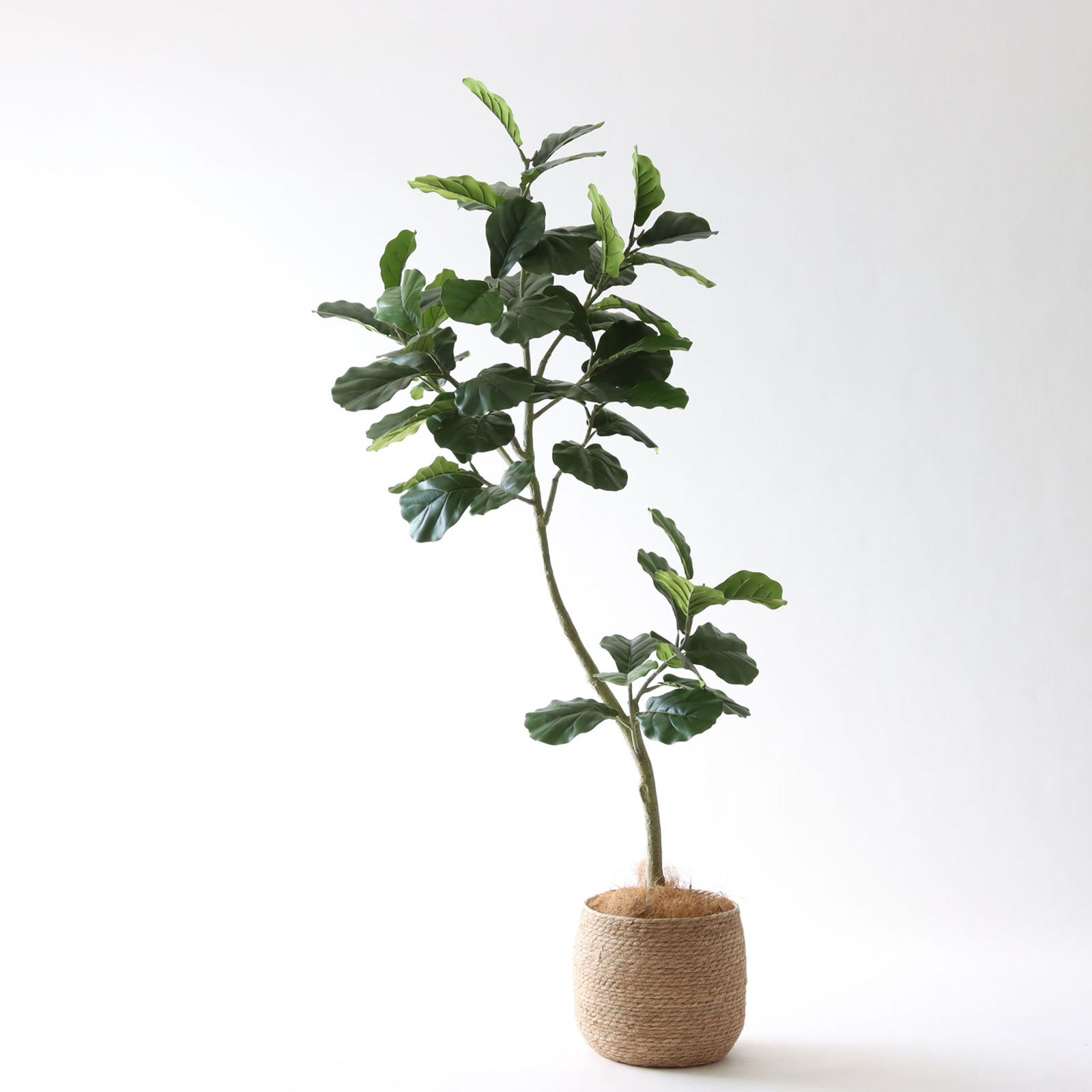 高さ180cm- | プレミアム光触媒フェイクグリーン 造花ドットコム zouka.com