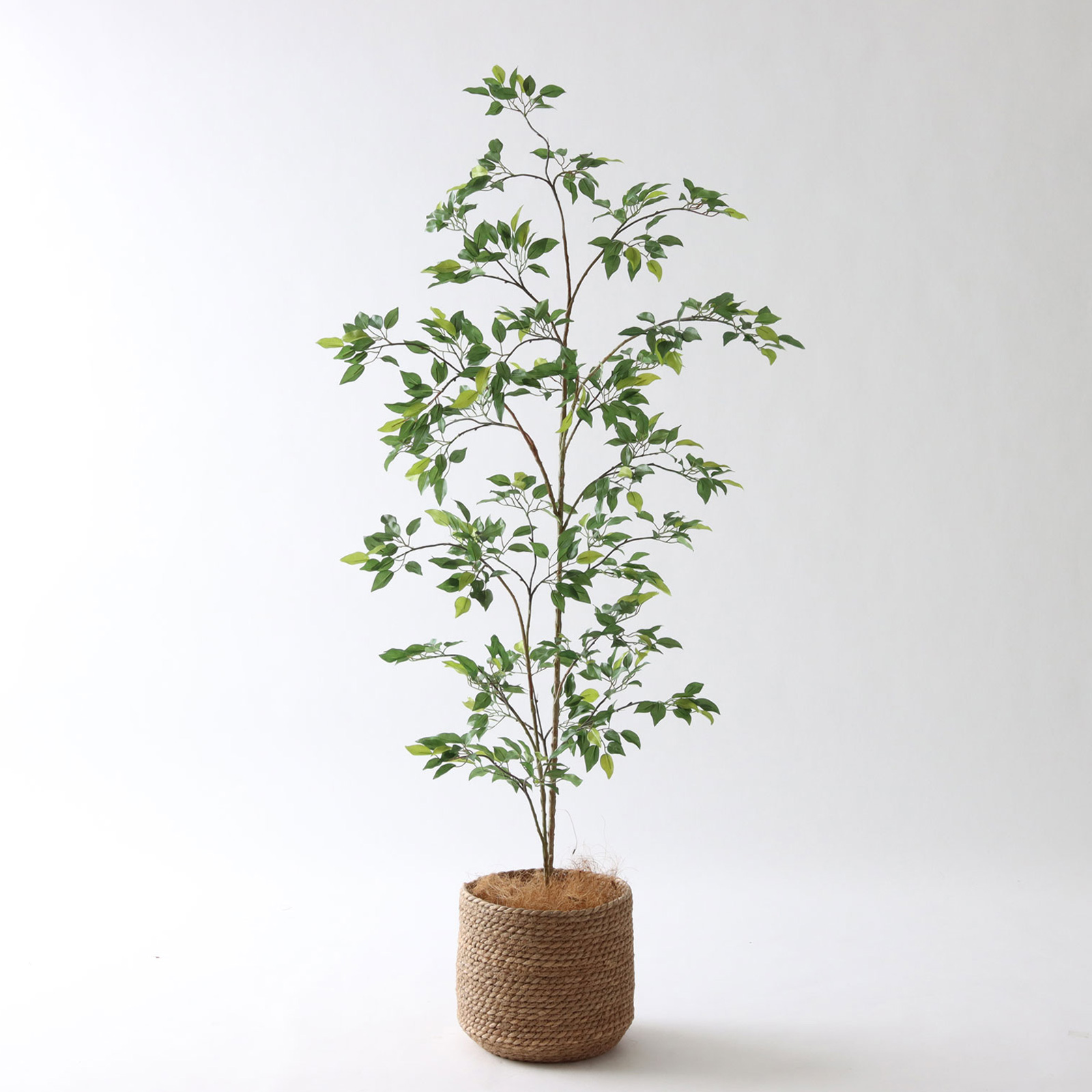 ベンジャミン（フィカス） | プレミアム光触媒フェイクグリーン 造花