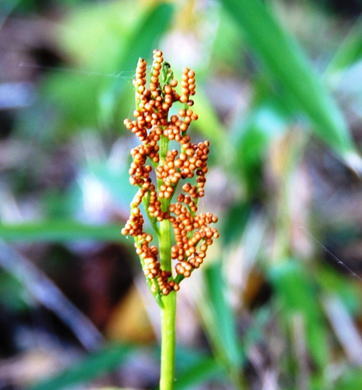 GKZ植物事典・カンワラビ（寒蕨）