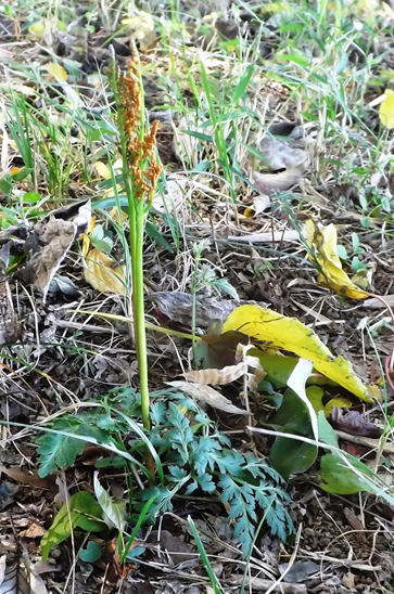 GKZ植物事典・カンワラビ（寒蕨）