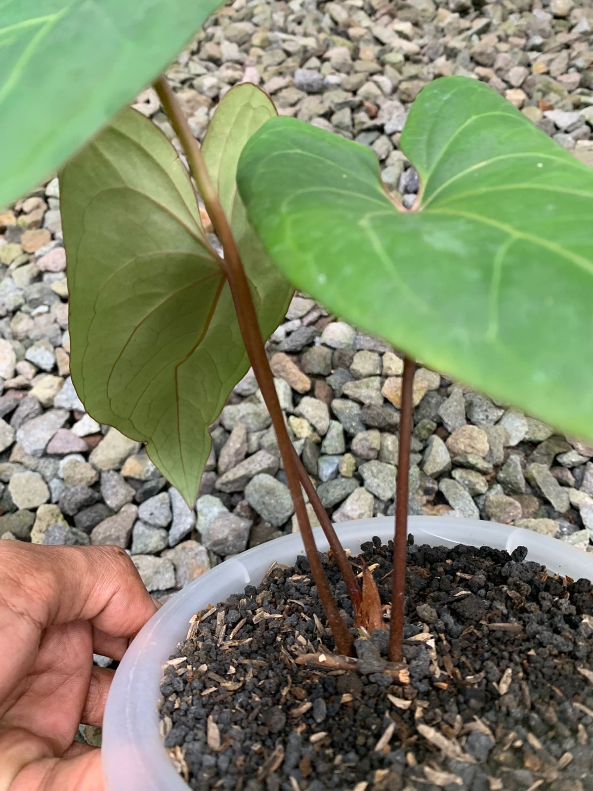 Anthurium Papilillaminum Red Stem – Giant Tropical Nursery