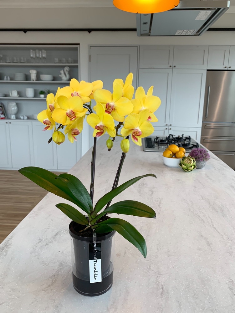 ミディ胡蝶蘭 タンブラーポット 4号鉢 2本立ち 黄色 | Giftpad egift