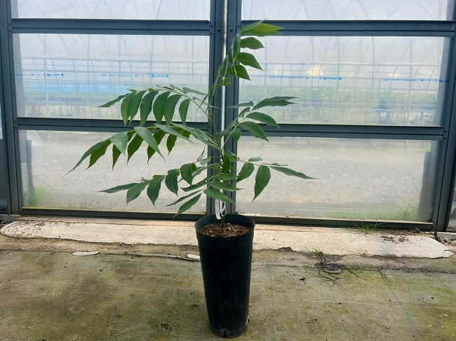 ペカン苗木（ピーカンナッツ苗木）