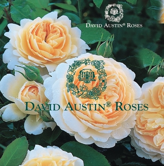 ロアルド・ダール（Ausowlish）（大苗）7号鉢植え バラ苗 《農林水産省