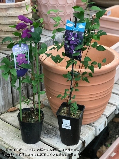 クレマチス '五弓桃万重' 系統：フロリダ系 4.5号ロングポット