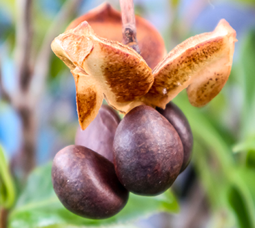 ファストザイム スリム【GLORY Int'l 公式】| グローリー