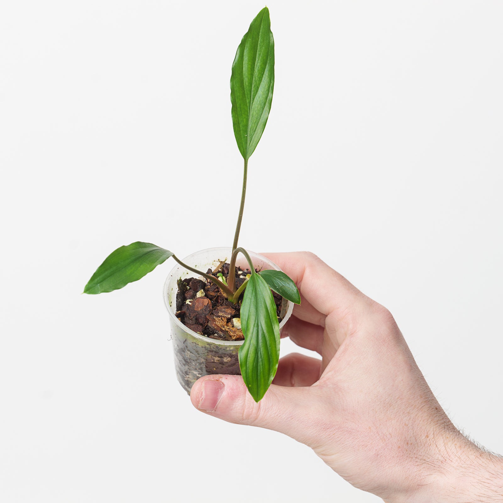 Homalomena Sp. Sekadau | Plants | GrowTropicals.com