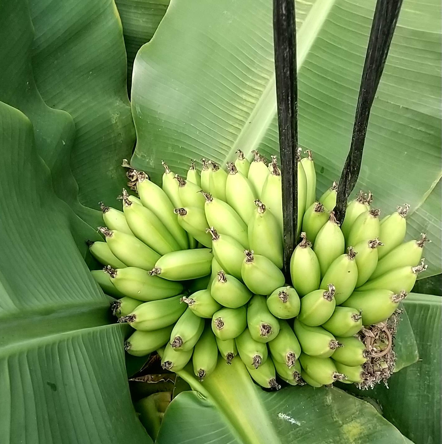 スーパードワーフキャベンディッシュ苗 - ちたフルーツビレッジ｜萬秀