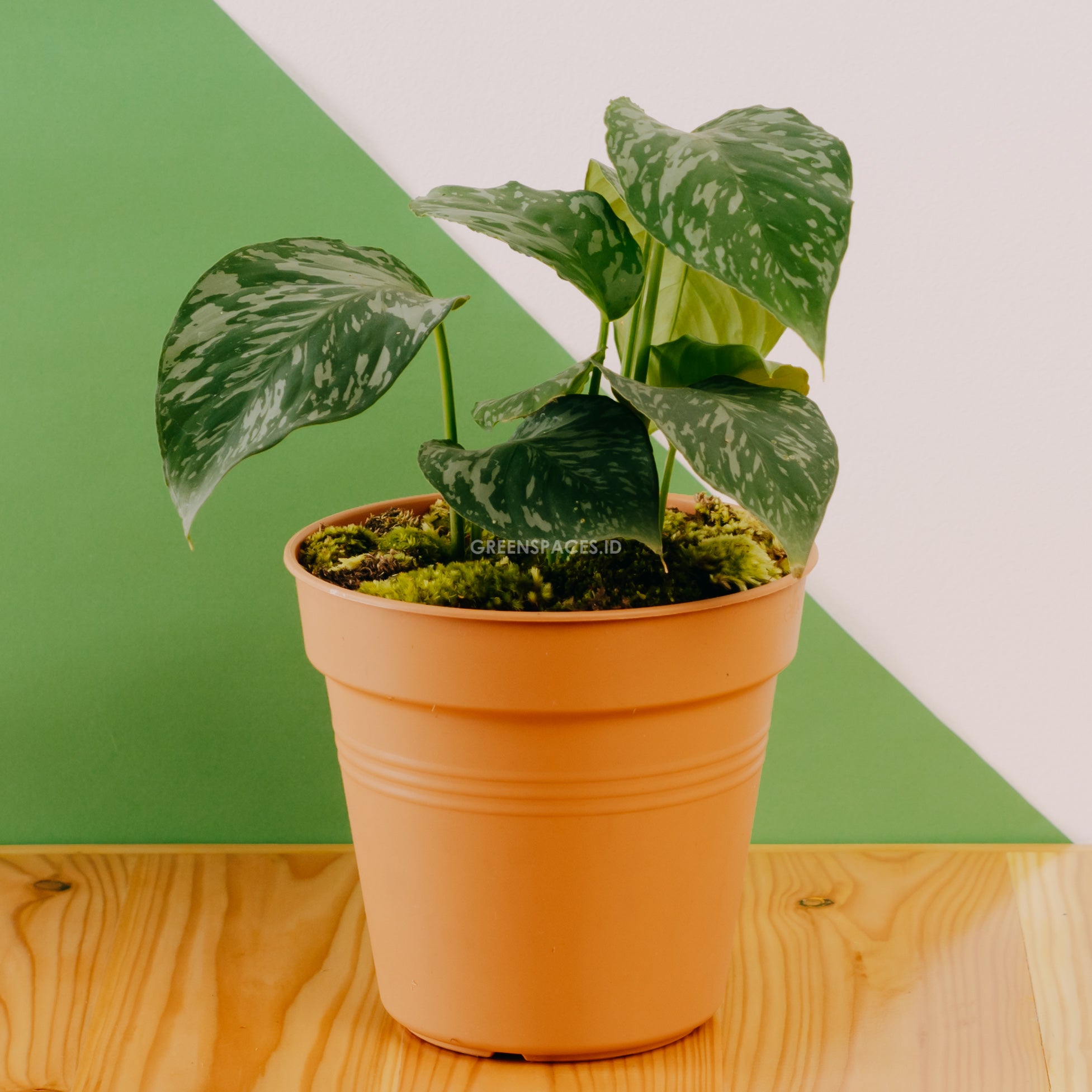 Homalomena Sp Kalimantan | Greenspaces.id