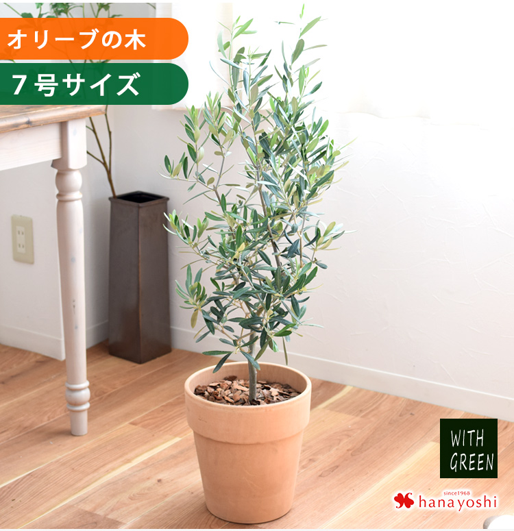 鉢植え オリーブの木 7号鉢 ＜テラコッタ鉢でお届け＞ | フラワー
