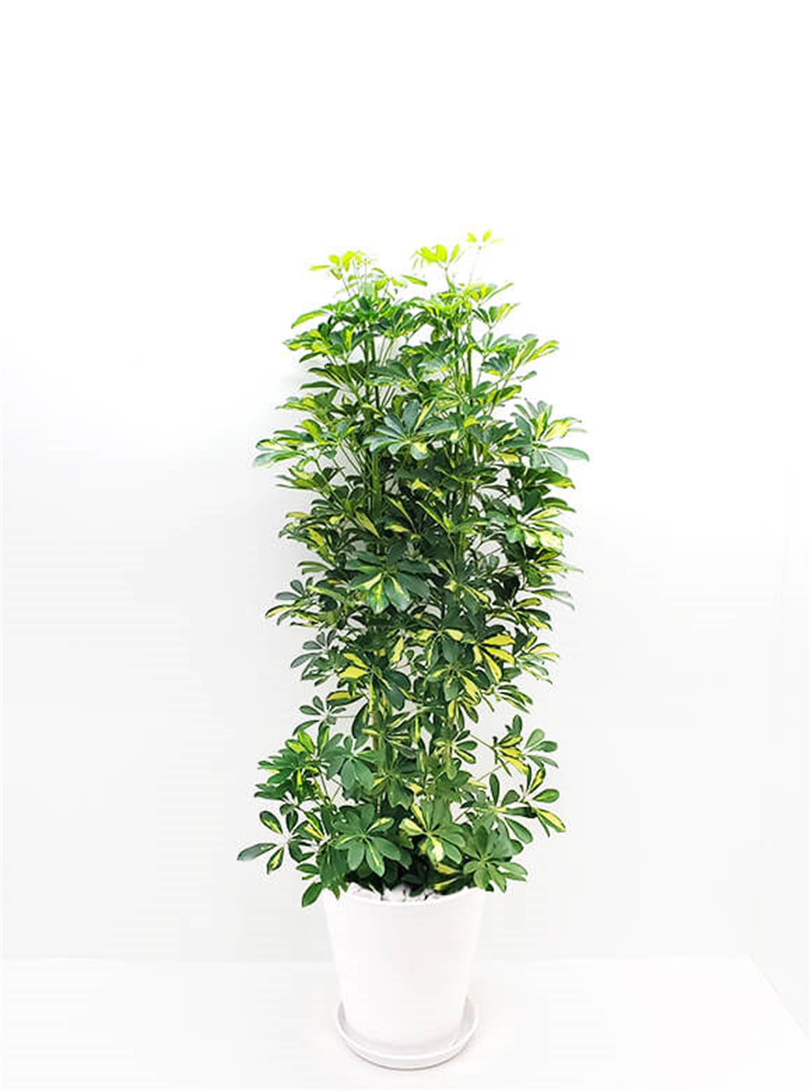 シェフレラ斑入り10号 ホワイトポット | 花のギフト通販なら花百花