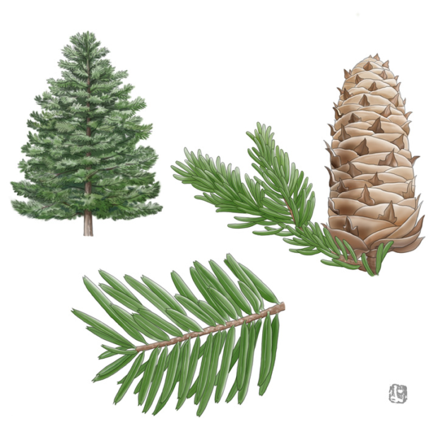 モミ – はなもく散歩