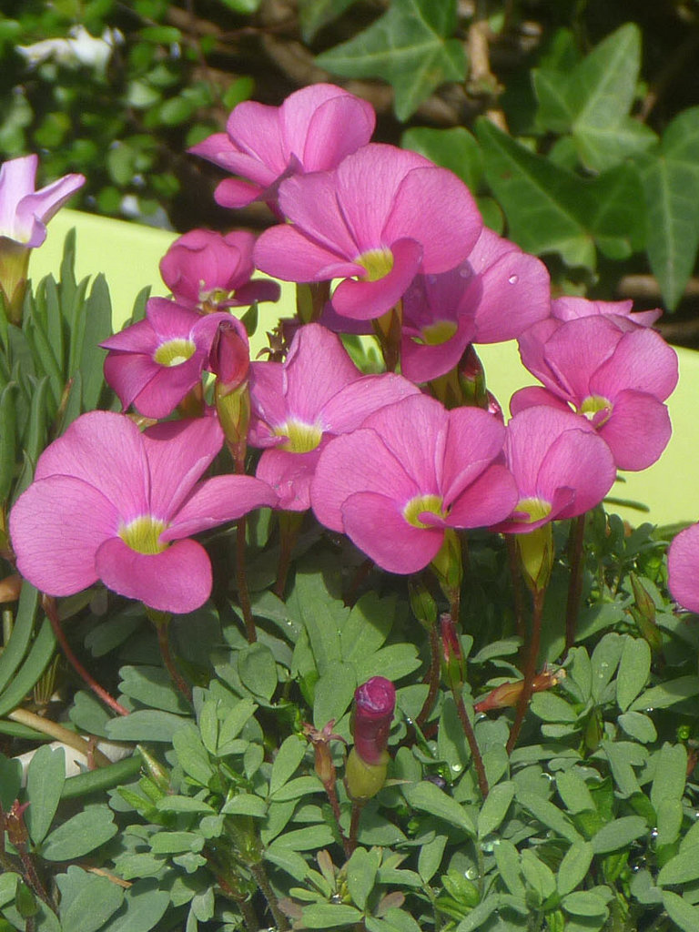 オキザリス 桃の輝き - 【植物図鑑】 花の名前を調べる - hananani.com