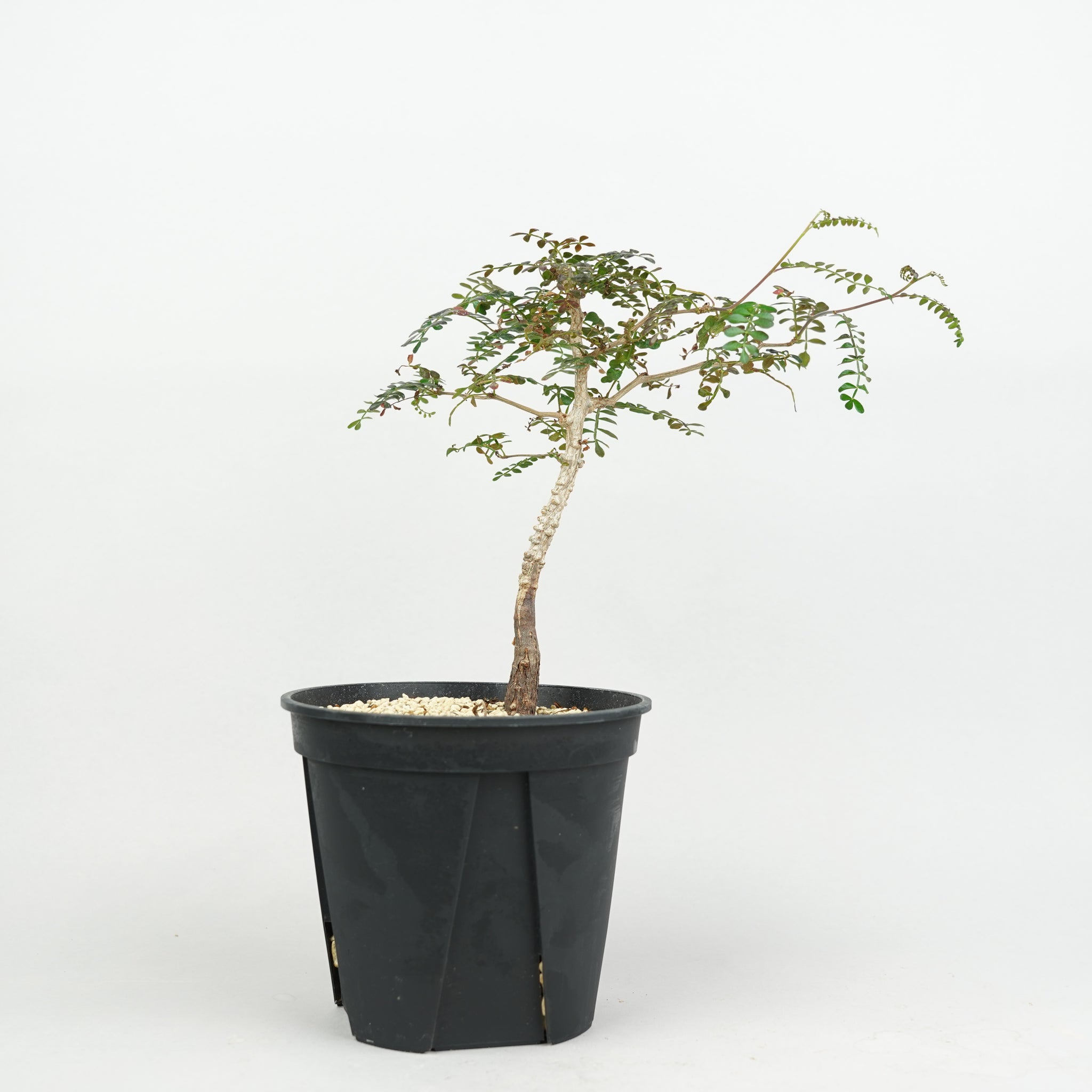 植物/オペルクリカリア/パキプス実生・根差し – Hachi-8