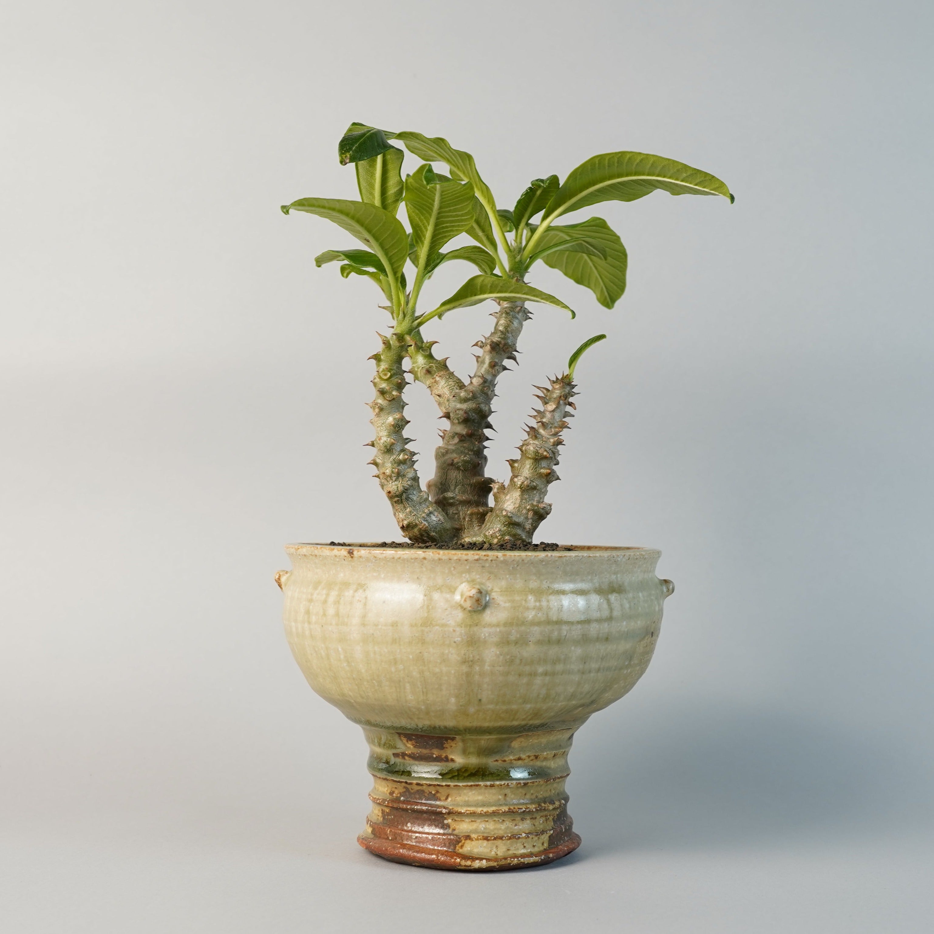 earnest hearts volt 風林火山 特大鉢 検】 パキプス earnest hearts