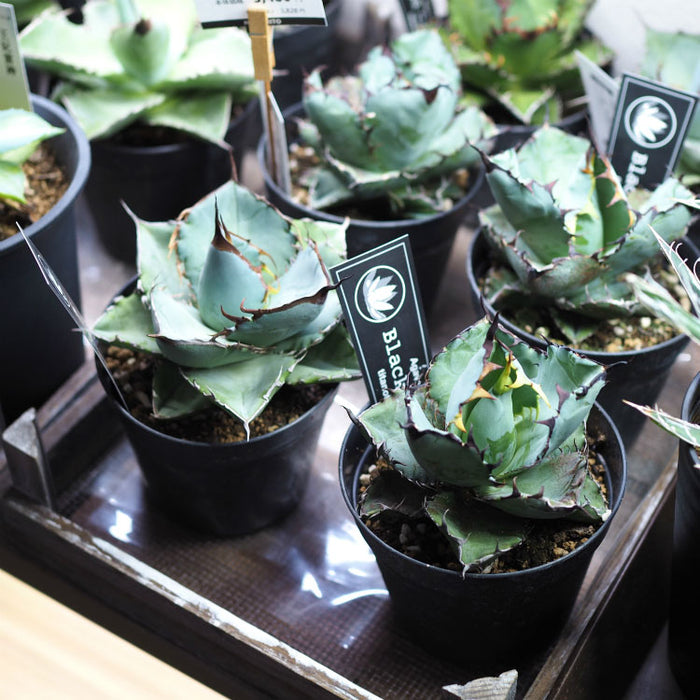 tb086_02_700x.jpg?v=1724368832