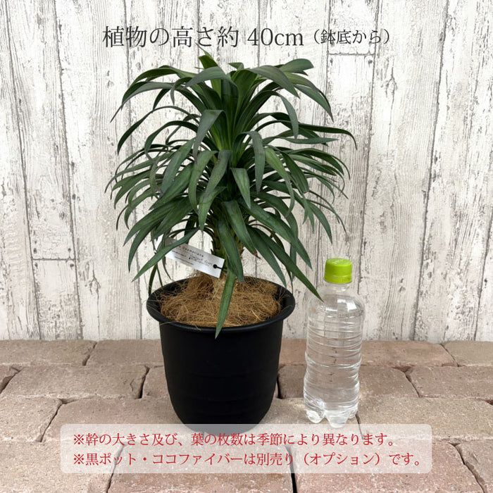 ユッカ デスメティアーナ 5号 – 鉢人