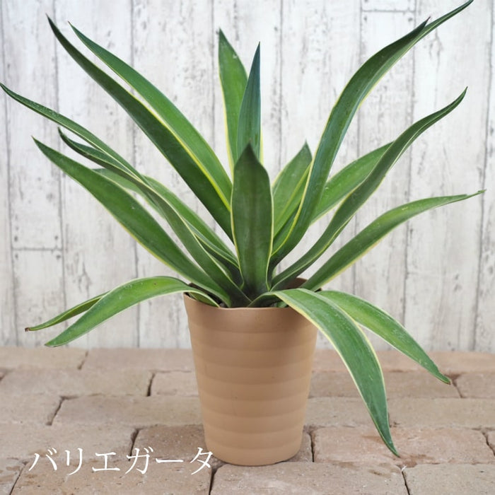 アガベ リュウゼツラン 5号 / アオ バリエガータ 斑入り – 鉢人