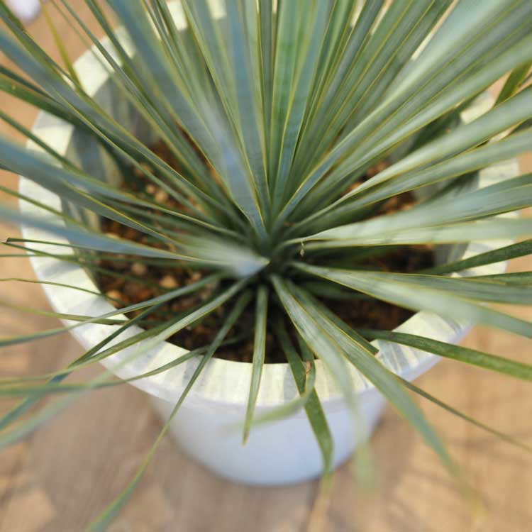 ユッカ ロストラータ 8号 – 鉢人