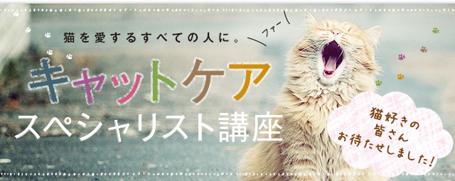 キャットケアスペシャリスト講座|ヒューマンアカデミー通信講座（旧た