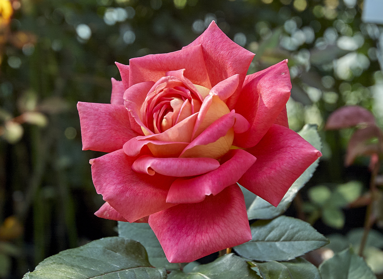 チガーヌ – Tzigane | 姫野ばら園八ヶ岳農場