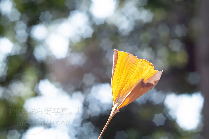 第4弾は星ボケのIndustar 61 L/Z！FUJIのミラーレスX-A1を持ち歩く