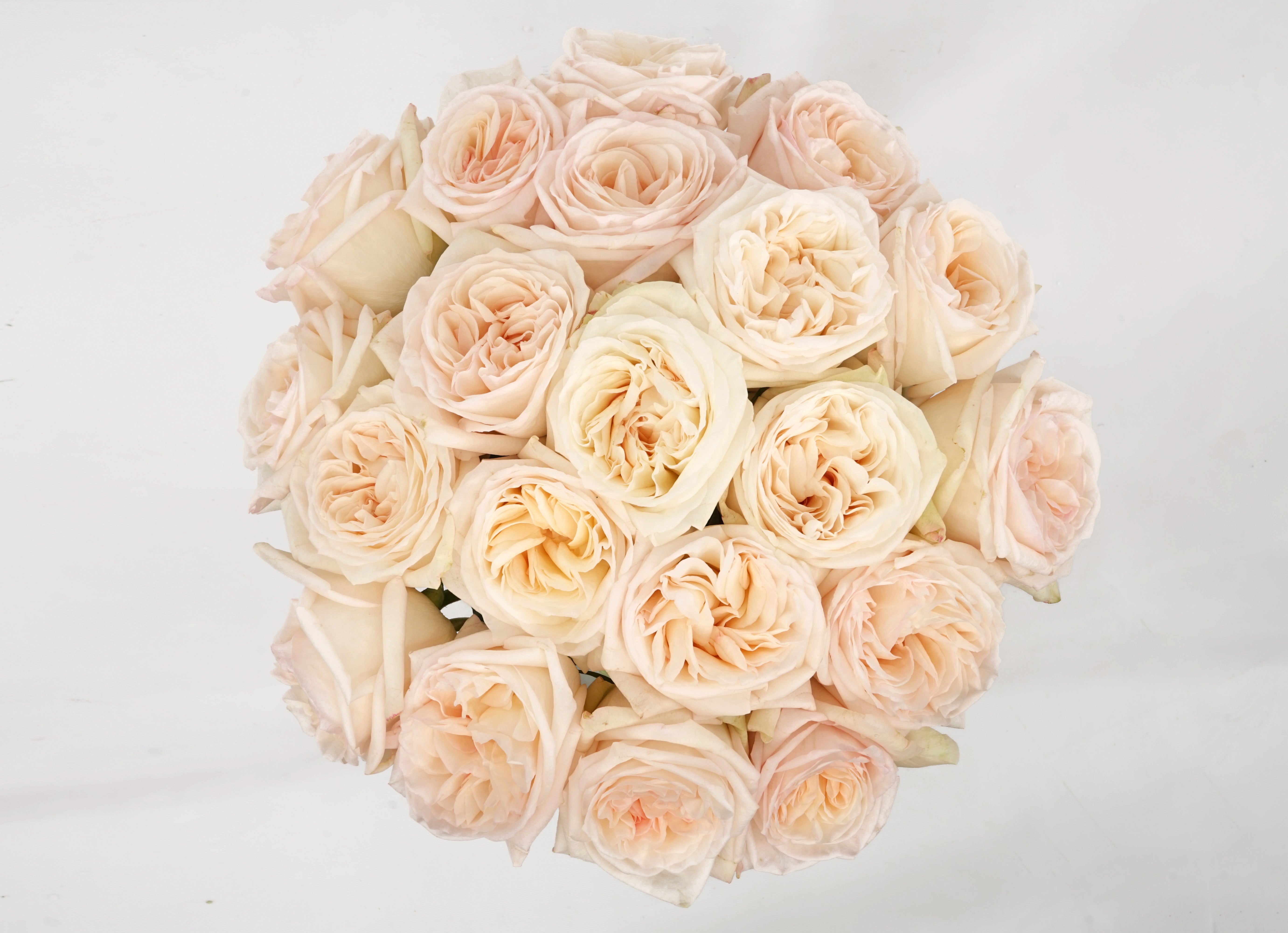 Deluxe & Princess Garden Roses - White O'Hara | Hope Flower Farm