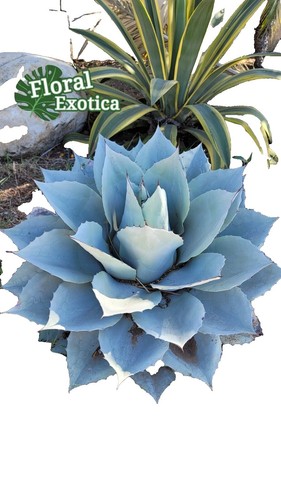 Succulent Plant Agave Titanota Hades Garden Décor Boutique 10-13CM