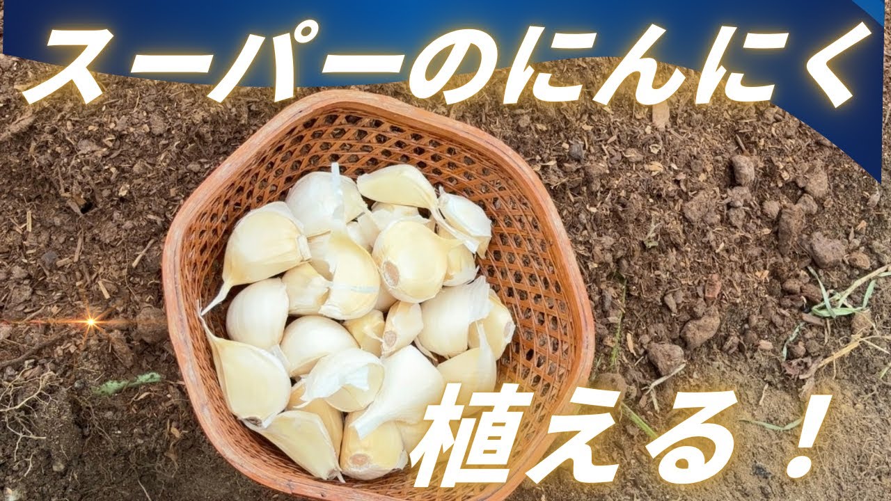 142 【裏ワザ】この時期にスーパーのにんにくを植えると来年たくさん