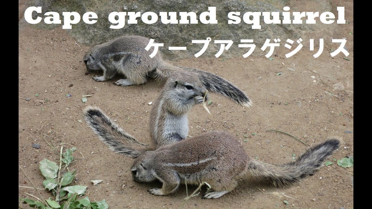 ケープアラゲジリス Cape ground squirrel（プラハ動物園） - YouTube