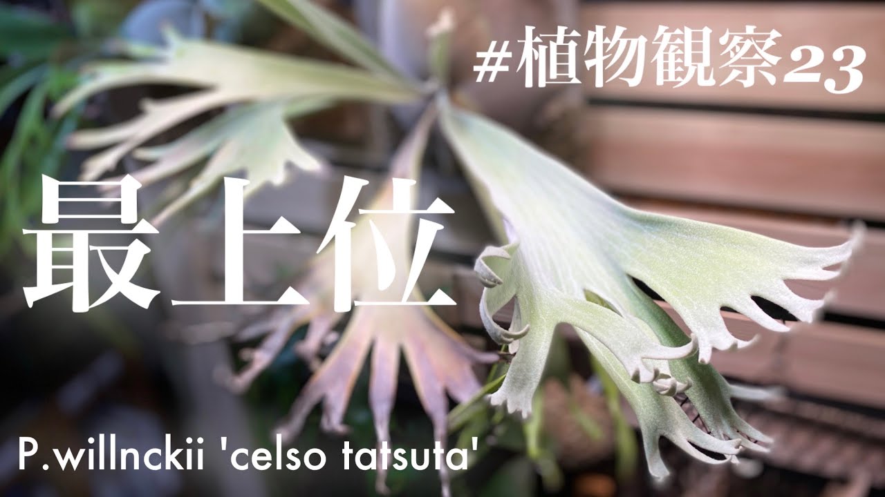 Yukichi Flying] Platycerium willinckii 'Celso'tatsuta [A Beautiful