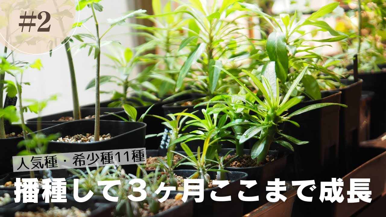 塊根植物を種から育てる！人気種から希少種まで11種｜実生成長記録