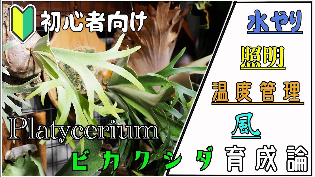 初心者向け】これを見れば分かる！ビカクシダの育て方・管理方法