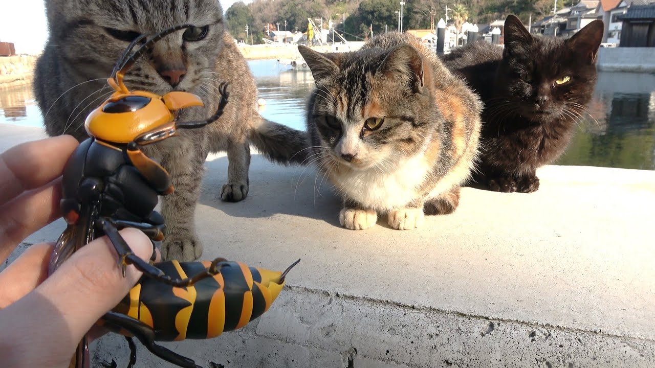 If you let a giant hornet approach an island cat - YouTube