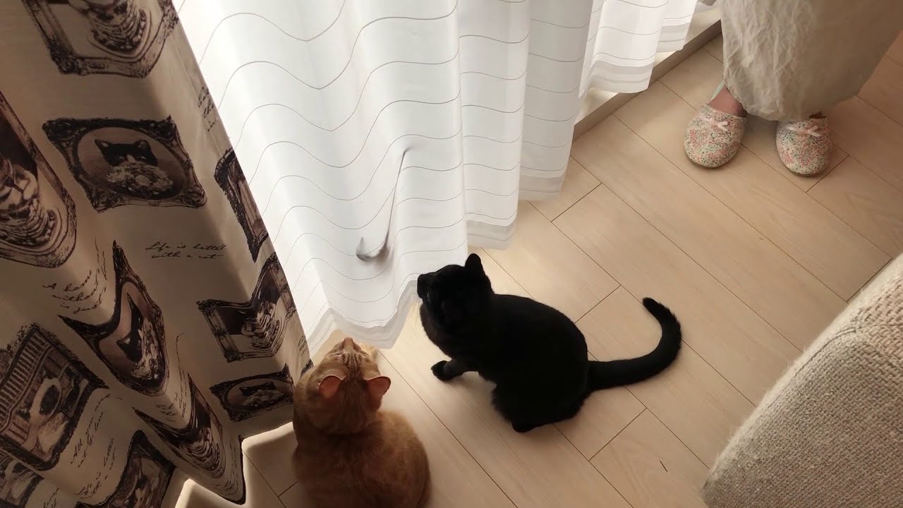 Lotti-ロッティ- 】 猫ちゃんの爪が引っかかりにくい！機能付きボイル