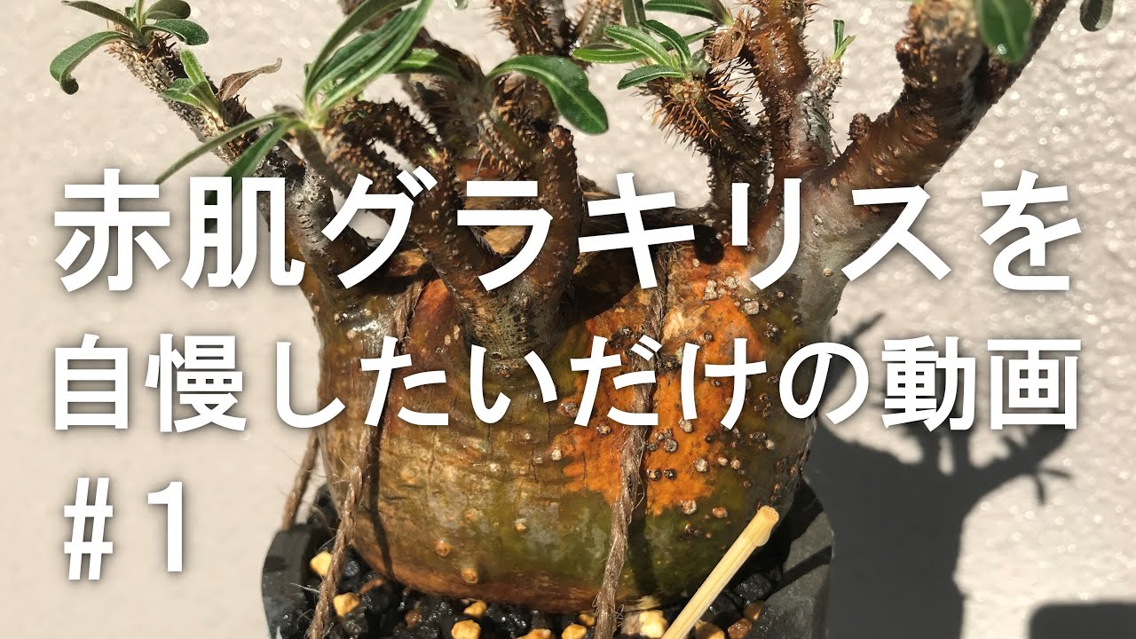 赤肌グラキリスの発根管理#1 管理中の株を購入/Pachypodium Gracilius