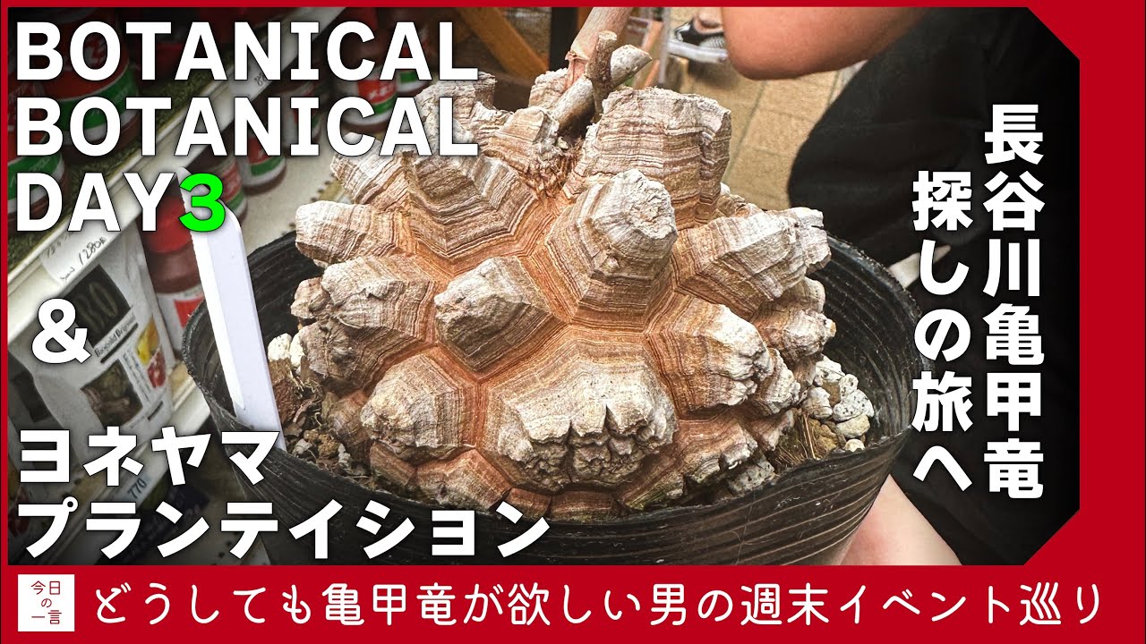 長谷川亀甲竜を探し求めてBOTANICAL BOTANICALとヨネヤマプラン