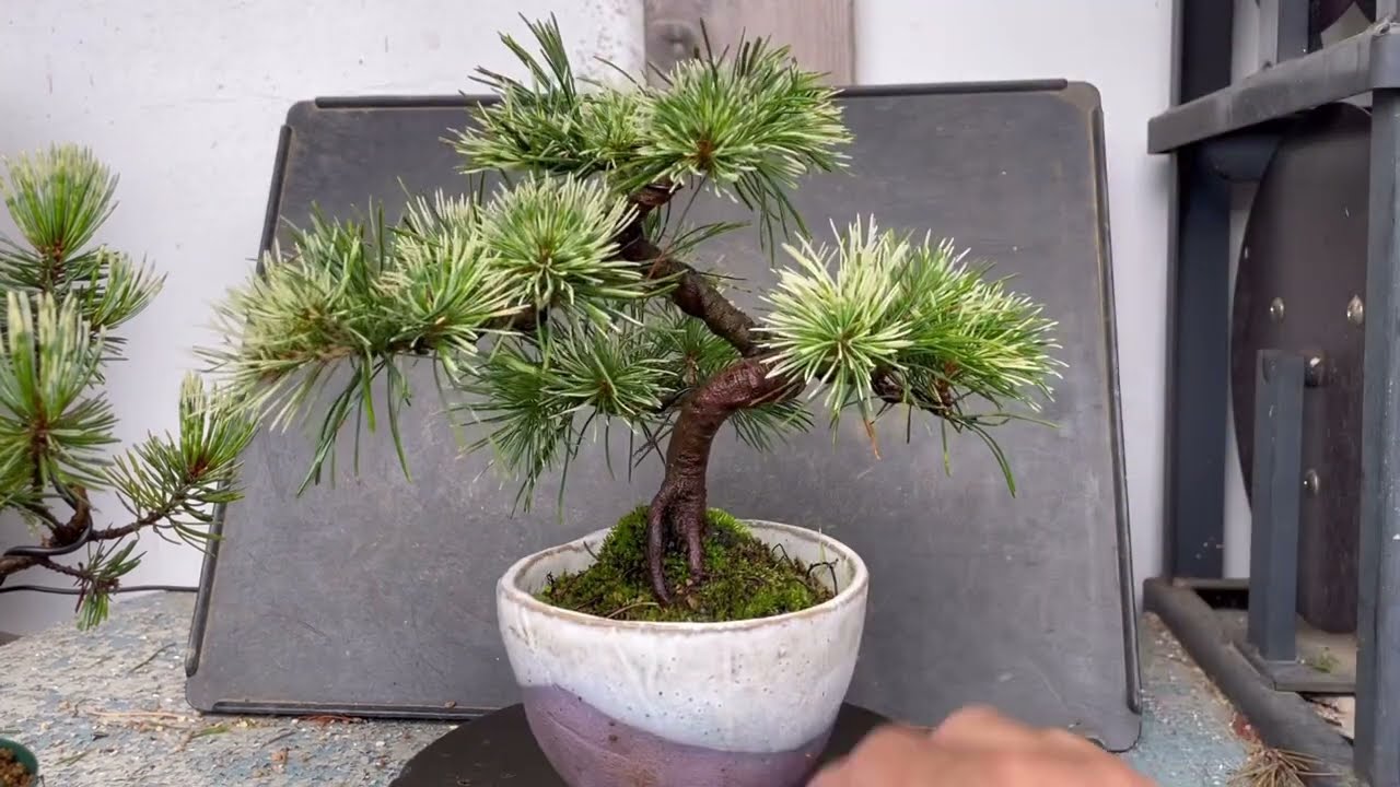 斑入り五葉松【花火】と【吹雪】 どこが違うの？ - YouTube