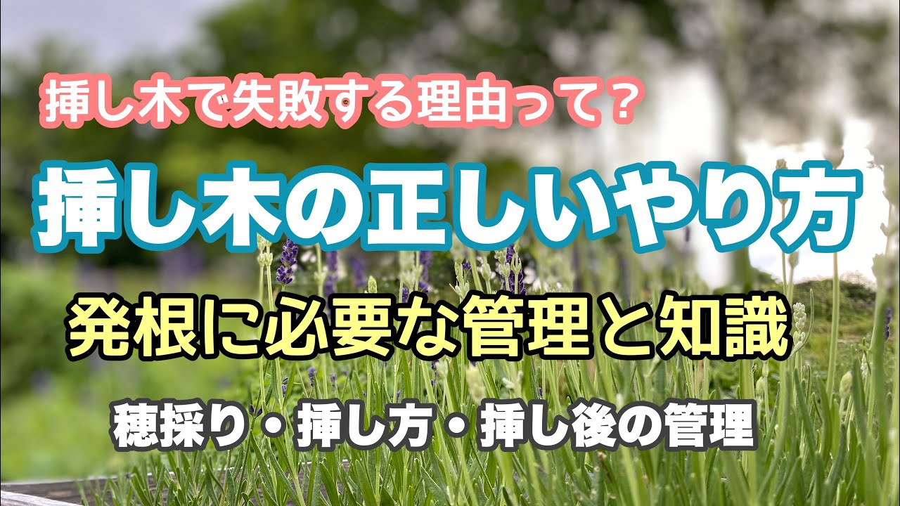誰でもできる挿し木成功率UPの秘訣】しっかり発根させるための管理