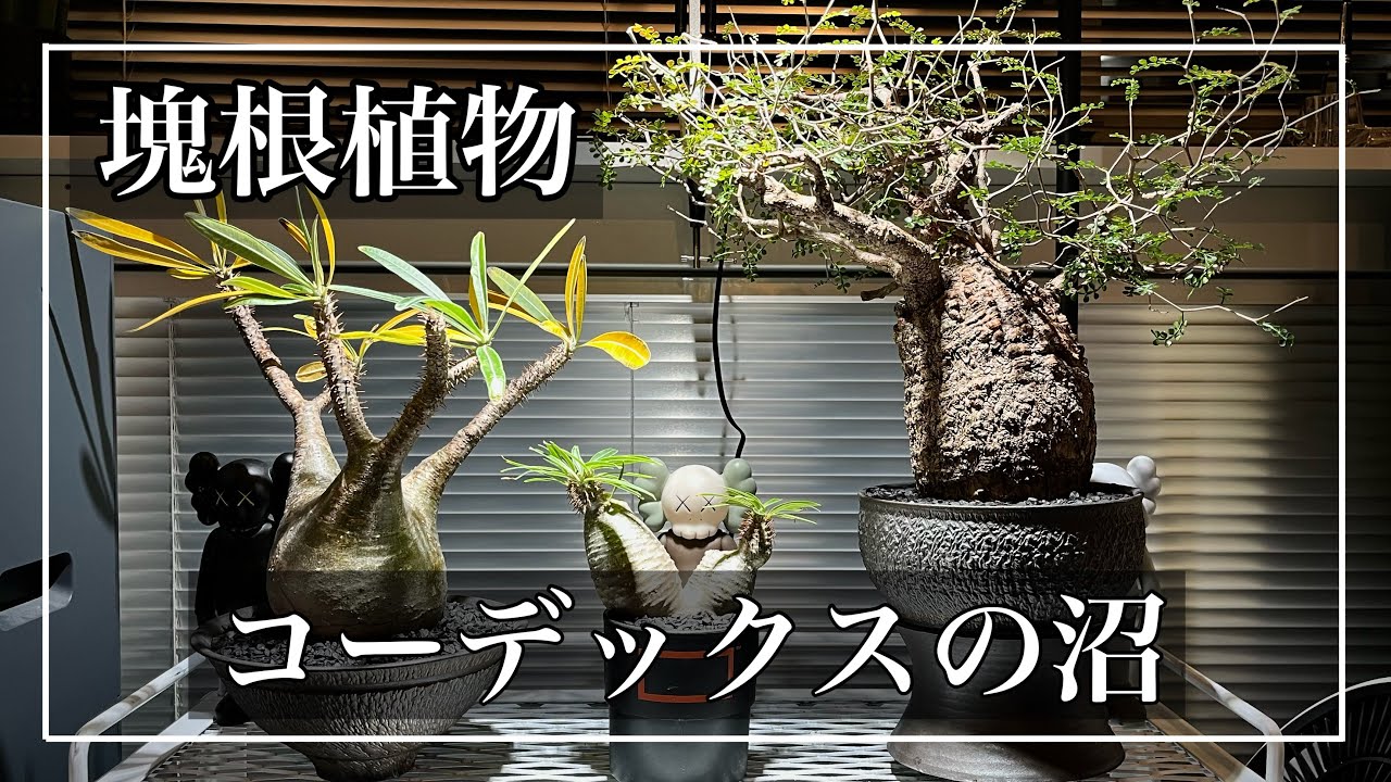 塊根植物】洋服好きに刺さるコーデックスの世界！！グラキリス