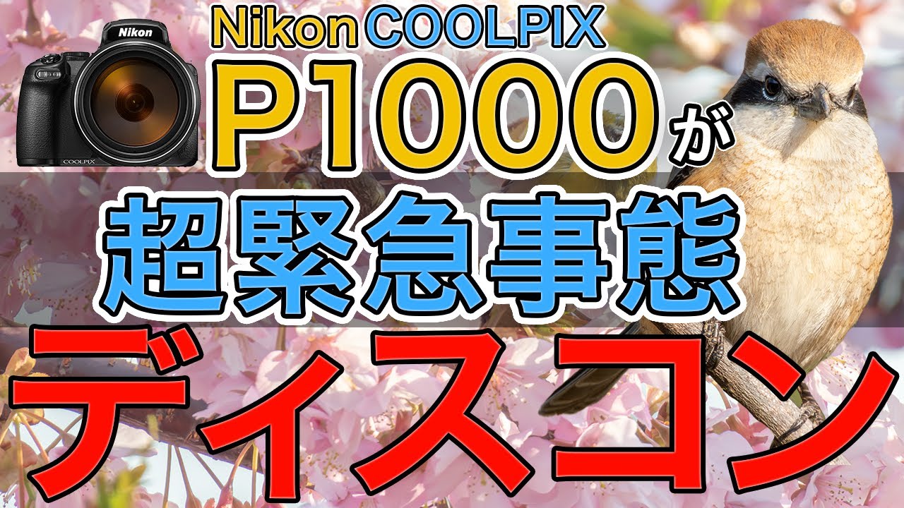 P1000がディスコン！？Nikon COOLPIX Pシリーズ復活祈願の野鳥撮影