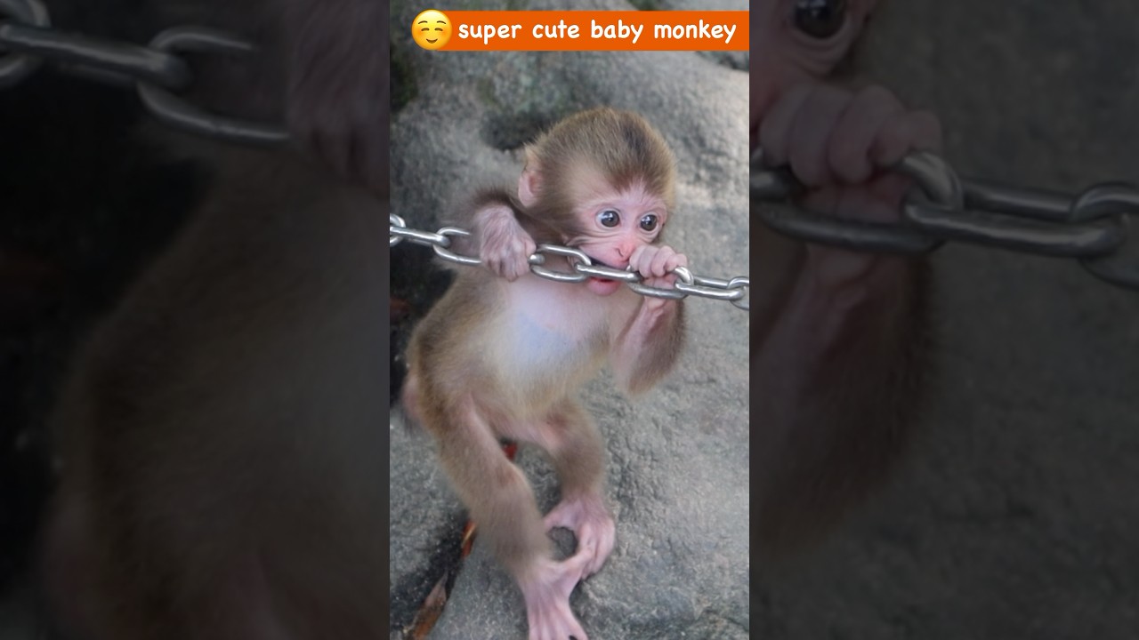 高崎山自然動物園 #赤ちゃん猿 #ニホンザル monpai monyet - YouTube