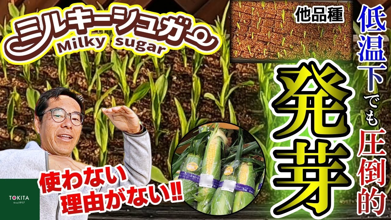 2025年全国各地で大好評・低温でも発芽する「ミルキーシュガー