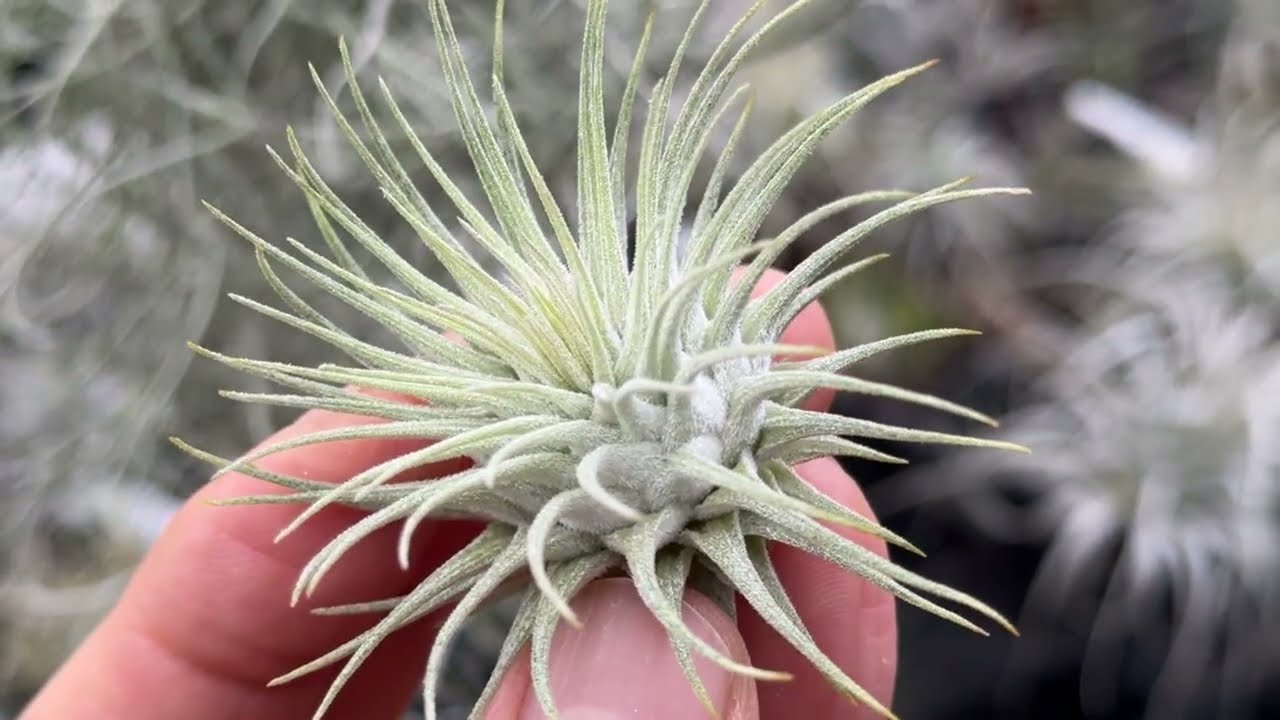Tillandsia1エアプランツ・エアープランツ専門店生産育成農場