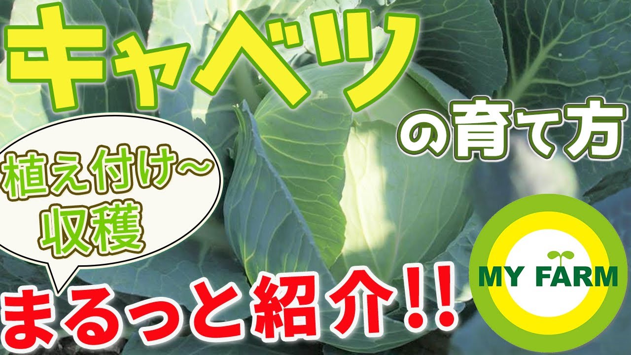 How to grow cabbage: From planting to harvesting! | Beginner's