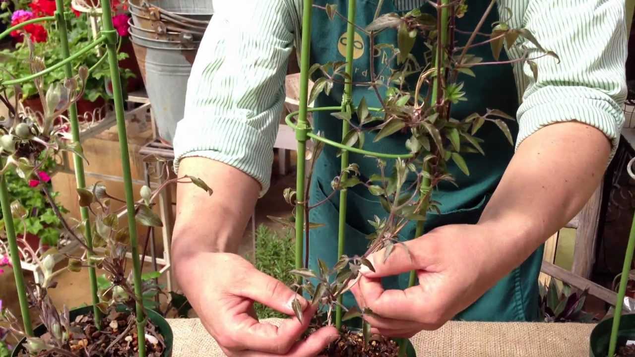 クレマチス 新芽の付き方による系統の見分け方 - YouTube