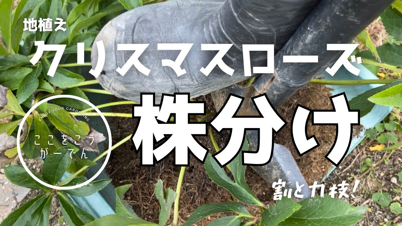 It's a pretty powerful technique! [Dividing Christmas roses into